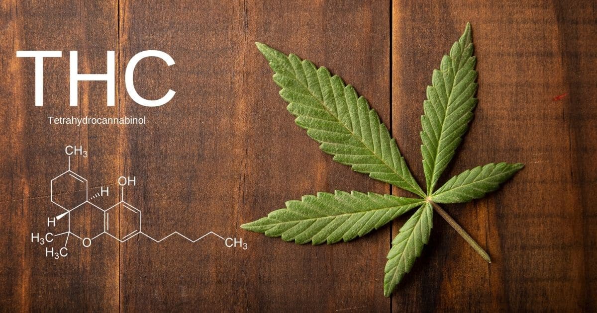 THC Seltzers or Alcohol: Which Suits Your Vibe?